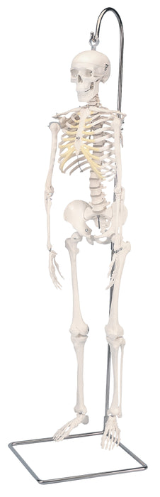 3B Scientific Anatomical Model - Full Body Skeleton Models - Shorty