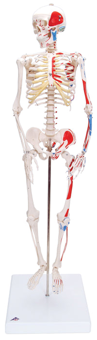 3B Scientific Anatomical Model - Full Body Skeleton Models - Shorty