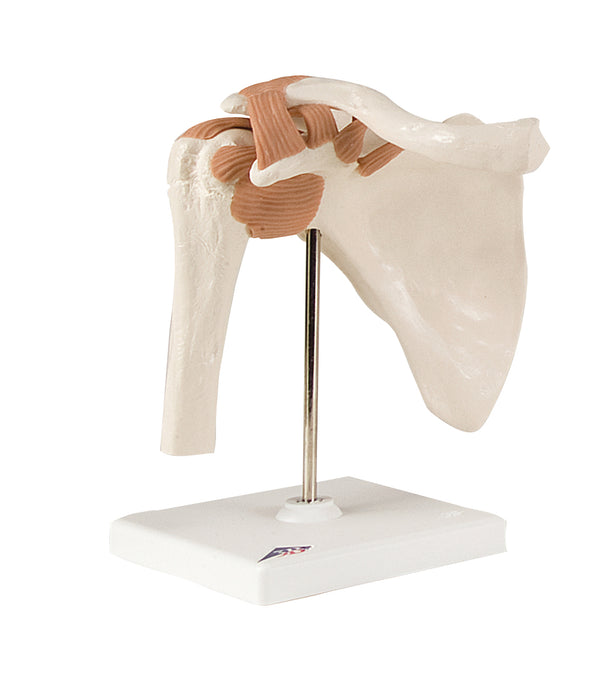 3B Scientific Anatomical Model - Joint Model - Shoulder & Knee