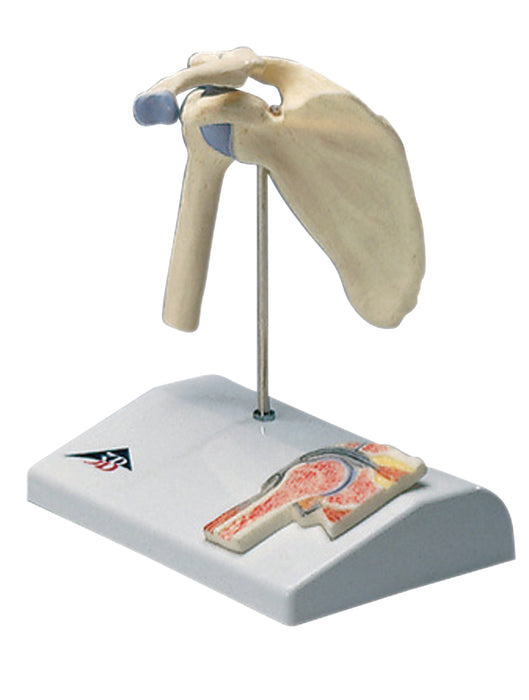 3B Scientific Anatomical Model - Joint Model - Shoulder & Knee