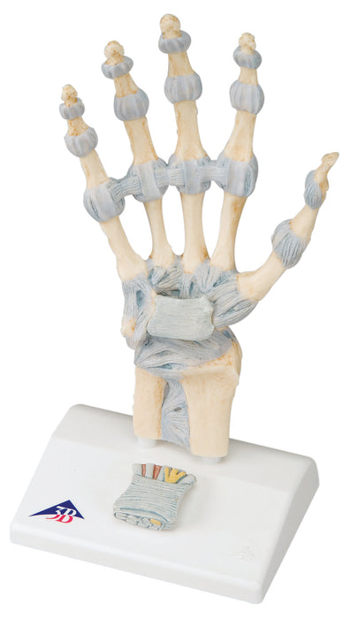 3B Scientific Anatomical Model - Hand skeleton