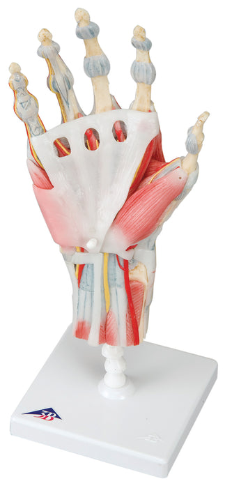 3B Scientific Anatomical Model - Hand skeleton