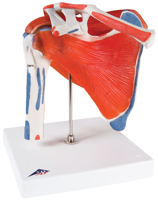 3B Scientific Anatomical Model - Joint Models