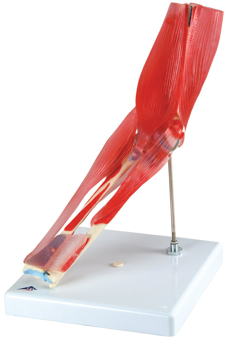 3B Scientific Anatomical Model - Joint Models