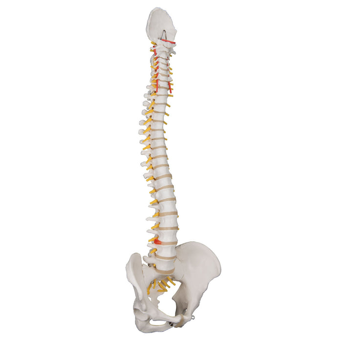 3B Scientific Anatomical Model - Classic Flexible Spine Models