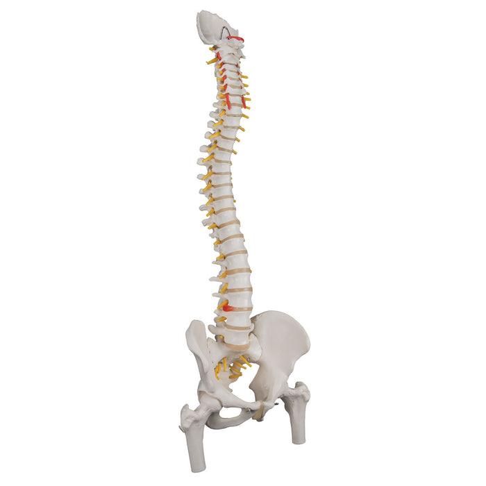 3B Scientific Anatomical Model - Classic Flexible Spine Models