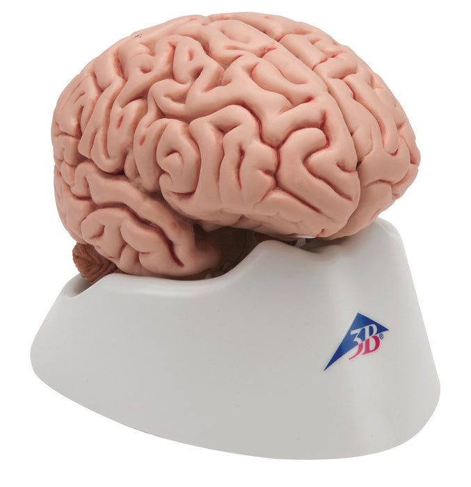 3B Scientific Anatomical Model - Brain Models
