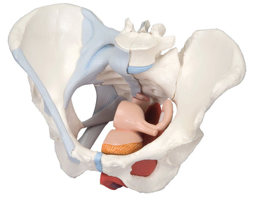 3B Scientific Anatomical Model - Pelvis Models