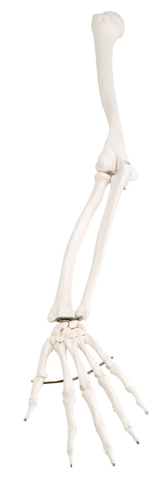 3B Scientific Anatomical Model - Loose Bone Models