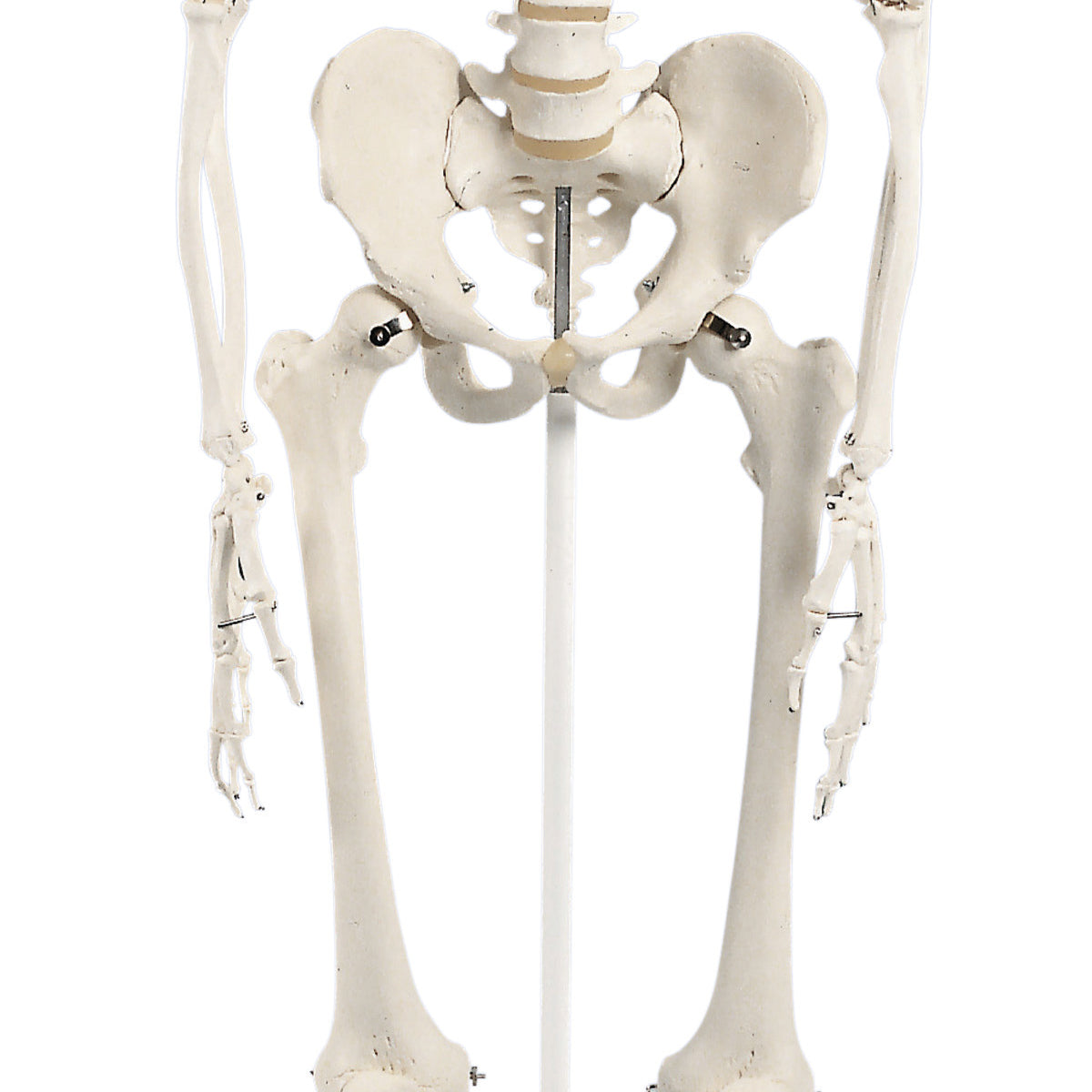 未使用品　人体模型 人体骨格モデルA10 3B SmartAnatomy 3B Scientific™ Deluxe Human Skeleton - includes 3B Smart