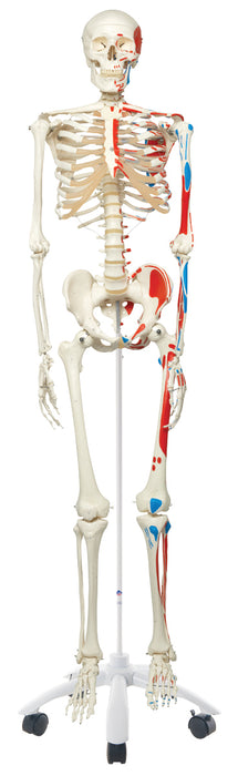 3B Scientific Anatomical Model - Full Body Skeleton Models