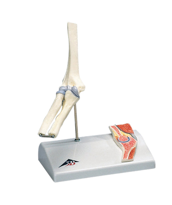 3B Scientific Anatomical Model - Mini elbow joint with cross section of bone on base