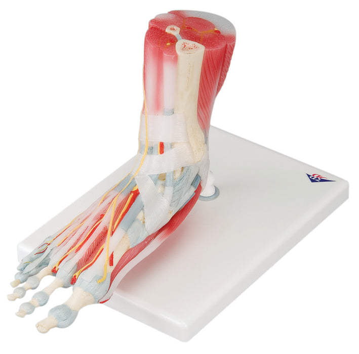 3B Scientific Anatomical Model - Foot skeleton