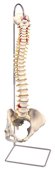 3B Scientific Anatomical Model - Classic Flexible Spine Models