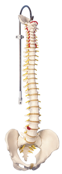 3B Scientific Anatomical Model - Flexible spine