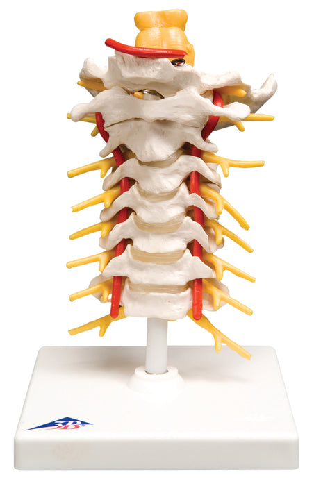 3B Scientific Anatomical Model - Spinal column