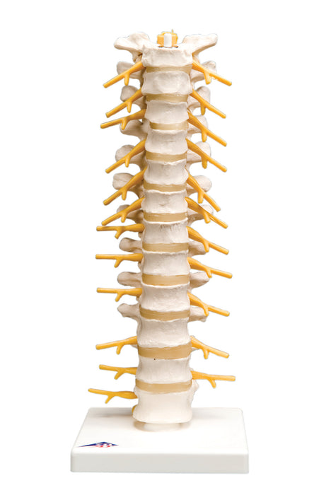 3B Scientific Anatomical Model - Spinal column