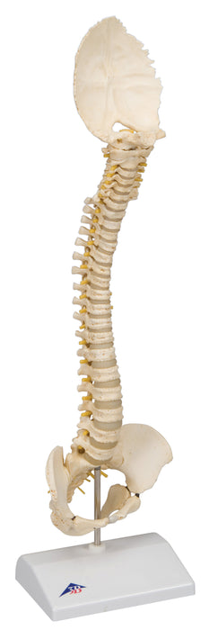 3B Scientific Anatomical Model - pediatric spine (BONElike)