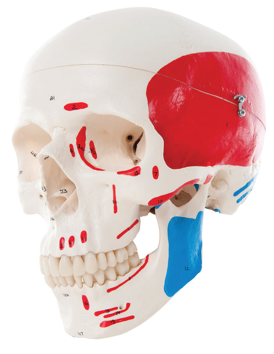 3B Scientific Anatomical Model - Skull Models