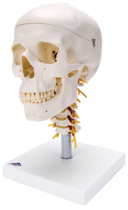 3B Scientific Anatomical Model - Skull Models