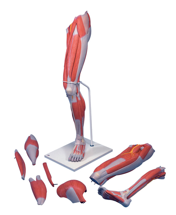3B Scientific Anatomical Model - Leg Models