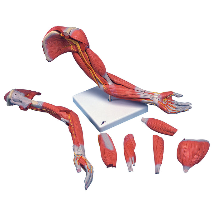 3B Scientific Anatomical Model - Arm Models