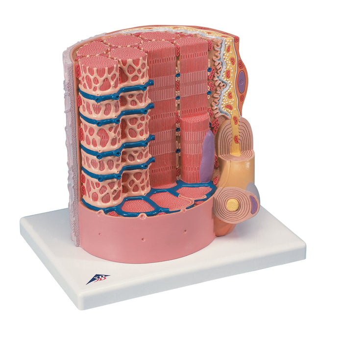 3B Scientific Anatomical Model - MICROanatomy™ Muscle Fiber - 10,000 times magnified