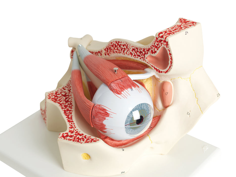 3B Scientific Anatomical Model - Eye Models