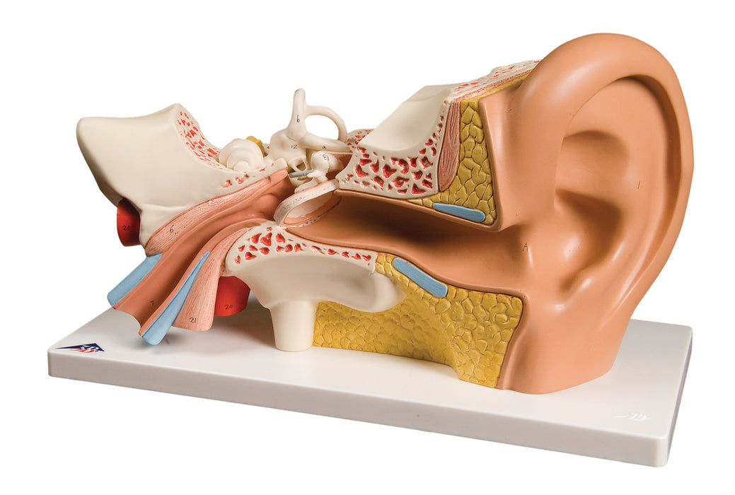 3B Scientific Anatomical Model - Ear Models