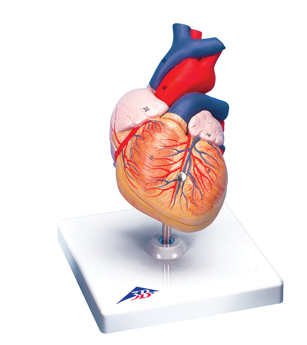 3B Scientific Anatomical Model - Heart Models