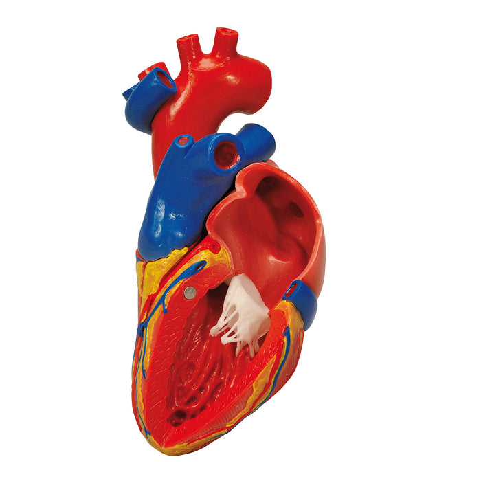 3B Scientific Anatomical Model - Heart Models
