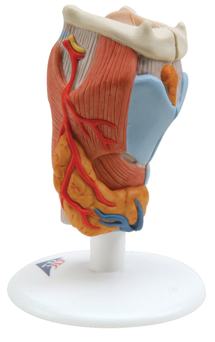 3B Scientific Anatomical Model - Larynx Models