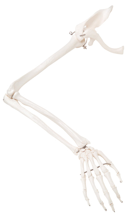 3B Scientific Anatomical Model - Loose Bone Models