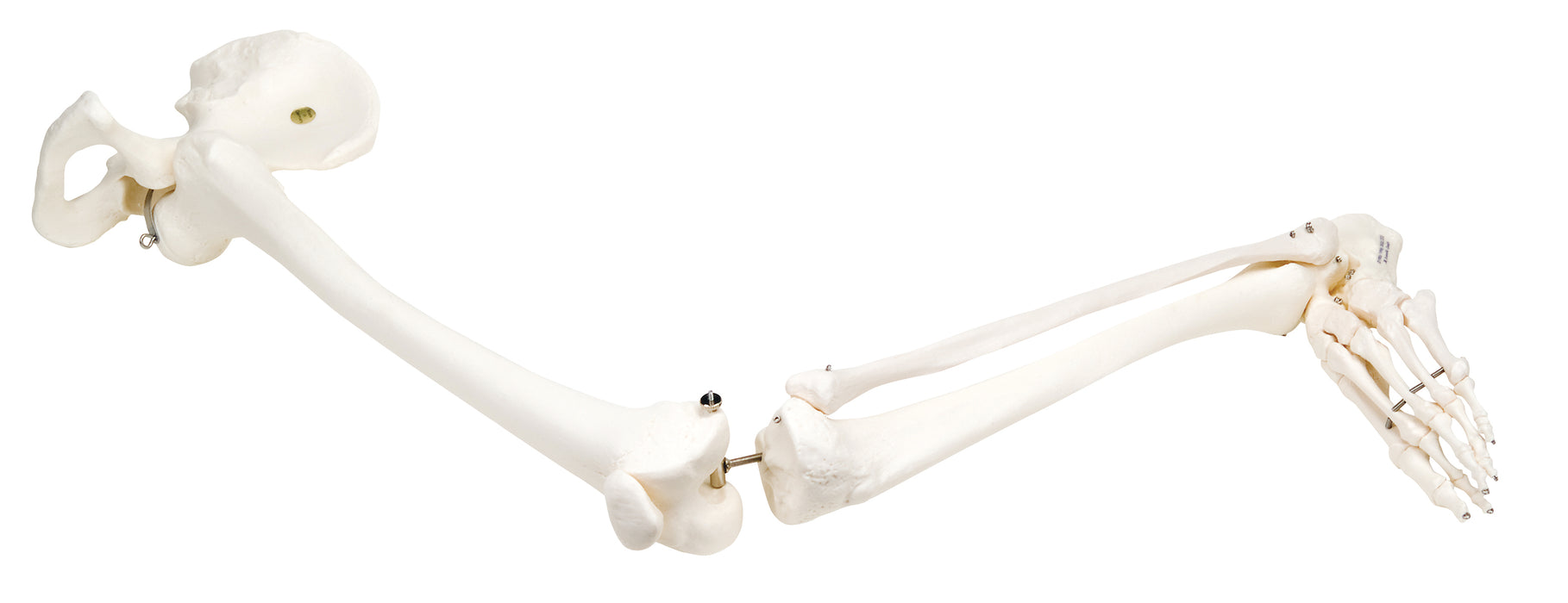 3B Scientific Anatomical Model - Loose Bone Models